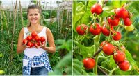 Sodininkė Rita išdavė geriausias namines pomidorų trąšas: pabandę nepasigailėsite (nuotr. 123rf.com)