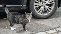Katinas prie automobilio (nuotr. SCANPIX)
