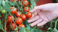 Padarykite tai savo pomidorams: sukraus trigubą derlių (nuotr. Shutterstock.com)