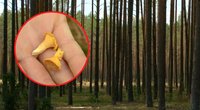 Grybautojų vaizdas Lietuvos miškuose nedžiugina – klimatologai turi blogų žinių (nuotr. stop kadras)