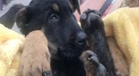 Žiaurus elgesys su mažyčiais šuniukais – atgaivinimas prilygo stebuklui (nuotr. facebook.com)