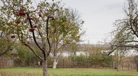 Obelis rudenį  (nuotr. Shutterstock.com)