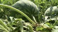 Dirvose nustojo augti svogūnai, burokėliai, bulvės, tačiau ūkininkams siūlo nenukabinti nosės: sėkmingai užaugs arbūzai ir melionai (nuotr. stop kadras)