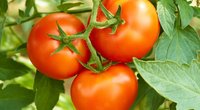 Sulauksite trigubo pomidorų derliaus (nuotr. 123rf.com)