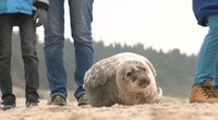 Palangos paplūdimyje voliojasi ruoniukas, aplinkosaugininkai perspėja: jam viskas gerai, tačiau leiskit jam miegoti (nuotr. stop kadras)