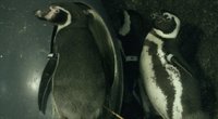 Lietuvos jūrų muziejuje pagarsėjo biseksuali pingvinų pora: „Abudu patinai ir jie keičiasi vaidmenimis“ (nuotr. stop kadras)