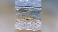 Nufilmavo pirmąją šuns pažintį su jūra: tokios reakcijos šeimininkai nesitikėjo  (nuotr. stop kadras)