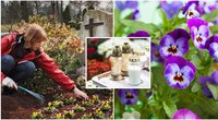 Ragina kapuose sodinti šias gėles: rezultatas nenuvils (nuotr. Shutterstock/123rf.com)  