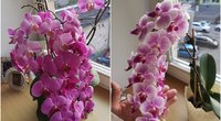 Pabarstykite šių miltelių ant orchidėjos: apdovanos įspūdingais žiedais (tv3.lt fotomontažas)