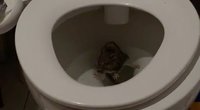 Pamačiusi vaizdą tualete moteris negalėjo nustoti juoktis: klozete sėdėjo žiurkė (nuotr. stop kadras)