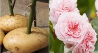 Į bulvę įkiškite rožės kotelį: rezultatas jus tikrai nustebins (Nuotr. pinterest)  
