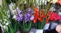 Gėlės Konarskio turguje  