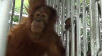Orangutangas (nuotr. stop kadras)