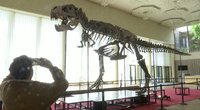 Aukcione – 67 mln. metų senumo tiranozauro skeletas: štai, kiek sumokėjo pirkėjas (nuotr. stop kadras)