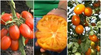 Šias pomidorų veisles tiesiog būtina išbandyti: stebina dydžiu ir savo skoniu (nuotr. stop kadras)