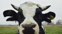 Karvės iš ūkio ,,Karvių globa“ Mildos Noreikaitės nuotr.