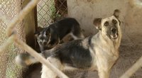 Šunų gynėjai šiurpsta nuo vaizdų: voljerai skęsta išmatose, gyvūnai neturi vandens ar maisto (nuotr. stop kadras)