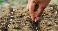 Atskleidė geriausius daržo patarimus: derliaus nespėsite skaičiuoti (nuotr. Shutterstock.com)