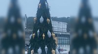 Nidos Kalėdų eglė (nuotr. tv3.lt fotomontažas)  