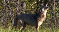 Vilkai šiurpina Raseinių rajono gyventojus – išpjauta avių banda (nuotr. stop kadras)