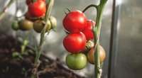 Kitąmet pasodinkite šalia pomidorų šiuos augalus: atneš dvigubą derlių  (nuotr. 123rf.com)
