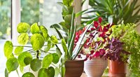 Pasisodinkite šiuos augalus namuose: nustebsite, kokį rezultatą tai duos / Asociatyvi nuotr. (nuotr. Shutterstock.com)