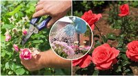 Atskleidė auksinius rožių auginimo patarimus: užsirašykite ir turėkite (nuotr. Shutterstock.com)
