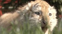 Sensacija Suvalkijoje: zoologijos sode gimė itin reti tigrų jaunikliai (nuotr. stop kadras)