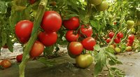 Kenkėjų ant pomidorų neliks nė kvapo: štai, kas padės (nuotr. 123rf.com)