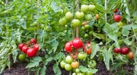 Atskleidė, kada reikia sėti pomidorus: pravers šie patarimai  (nuotr. 123rf.com)