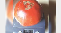 Ypatingai didelis, net 1002 gramus svėręs ‚Krasnyj gigant‘ veislės pomidoras užaugo sodininkės iš Surviliškio miestelio Erlendos Turskienės darže. / Asmeninio archyvo nuotr  