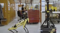 Susipažinkite su šuniu-robotu: jis džiugina gamyklos darbuotojus  