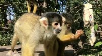 Beždžionėlės (nuotr. stop kadras)