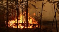 Miškų gaisrai Rusijoje (nuotr. SCANPIX) tv3.lt fotomontažas