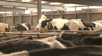 Situacija tampa dramatiška: ūkininkas iš Tauragės laukuose išpylė 8 tonas pieno (nuotr. stop kadras)