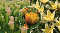 Tulpės šiemet pražydo anksčiau (tv3.lt koliažas)