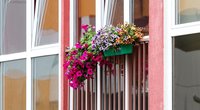 Gėlėmis papuošti vilniečių balkonai (nuotr. Tv3.lt/Ruslano Kondratjevo)
