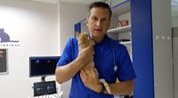 Kaune gydomas iš penkto aukšto iškritęs katinėlis: ne visada šie nusileidžia sėkmingai  