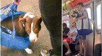 Viešajame transporte uždraudė vežtis šunis, nebent jie tilps į krepšį  