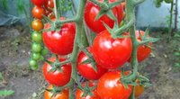 Pomidorai  (nuotr. asm. archyvo)