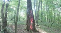 Degantis medis (nuotr. Kauno diena/skaitytojo)  