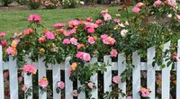 Atskleidė geriausias namines trąšas rožėms: sukraus įspūdingą kiekį žiedų (nuotr. Shutterstock.com)