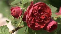 Kauno botanikos sode svaigsta galva nuo rožių aromatų (nuotr. stop kadras)