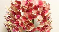 Orchidėja  (nuotr. YouTube)