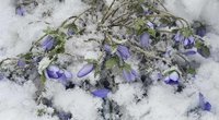 Tikra pavasario išdaiga: dalį Lietuvos nuklojo sniegas (nuotr. Astos Gėgžnienės)  