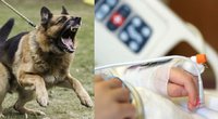 Skaudi nelaimė Alytuje: agresyvus šuo puolė 9-metę mergaitę, vaikas reanimacijoje (tv3.lt koliažas)