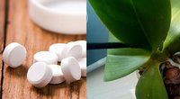 Orchidėjai padės 1 tabletė (nuotr. 123rf.com)