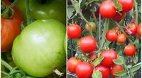Pomidorai (nuotr. YouTube)