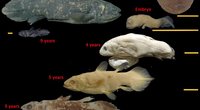 Žuvis, vadinama „gyvąja fosilija“, išgyvena 100 metų, o jos nėštumas trunka 5 metus (nuotr. SCANPIX)