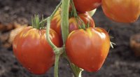Ši ankstyvų pomidorų veislė – tikras atradimas: parodė, kodėl taip vertina  